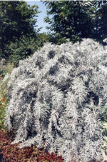 Centaurea gymnocarpa Velvet Centaurea Seeds heirloom non-gmo seeds