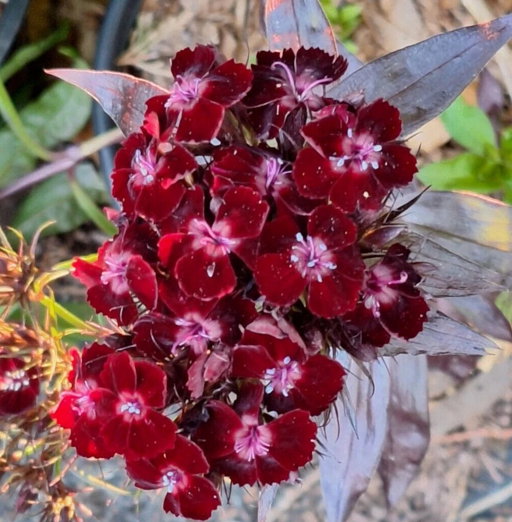 SWEET WILLIAM BLACK ADDER SEEDS CARNATION MAROON LEAVES DIANTHUS PINKS heirloom non-gmo seeds