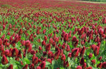 Clover CRIMSON RED Flowers legume adds Nitrogen Pollinators Seeds heirloom non-GMO seeds