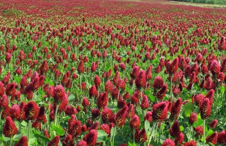 Clover CRIMSON RED Flowers legume adds Nitrogen Pollinators Seeds heirloom non-GMO seeds