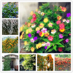 EXOTIC RARE JASMINE SEEDS for garden flower plant bush SELLER USPS heirloom non-gmo seeds