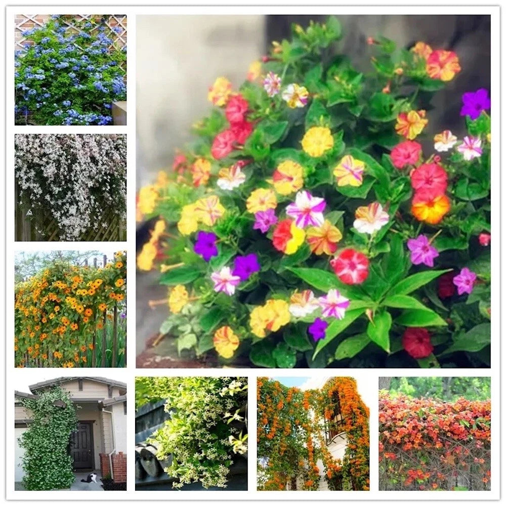 EXOTIC RARE JASMINE SEEDS for garden flower plant bush SELLER USPS heirloom non-gmo seeds