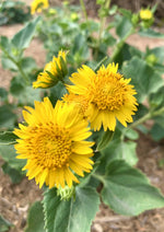 Golden Crownbeard Wild Sunflower Verbesina Encelioides - seeds Helianthus annuus heirloom non-gmo seeds