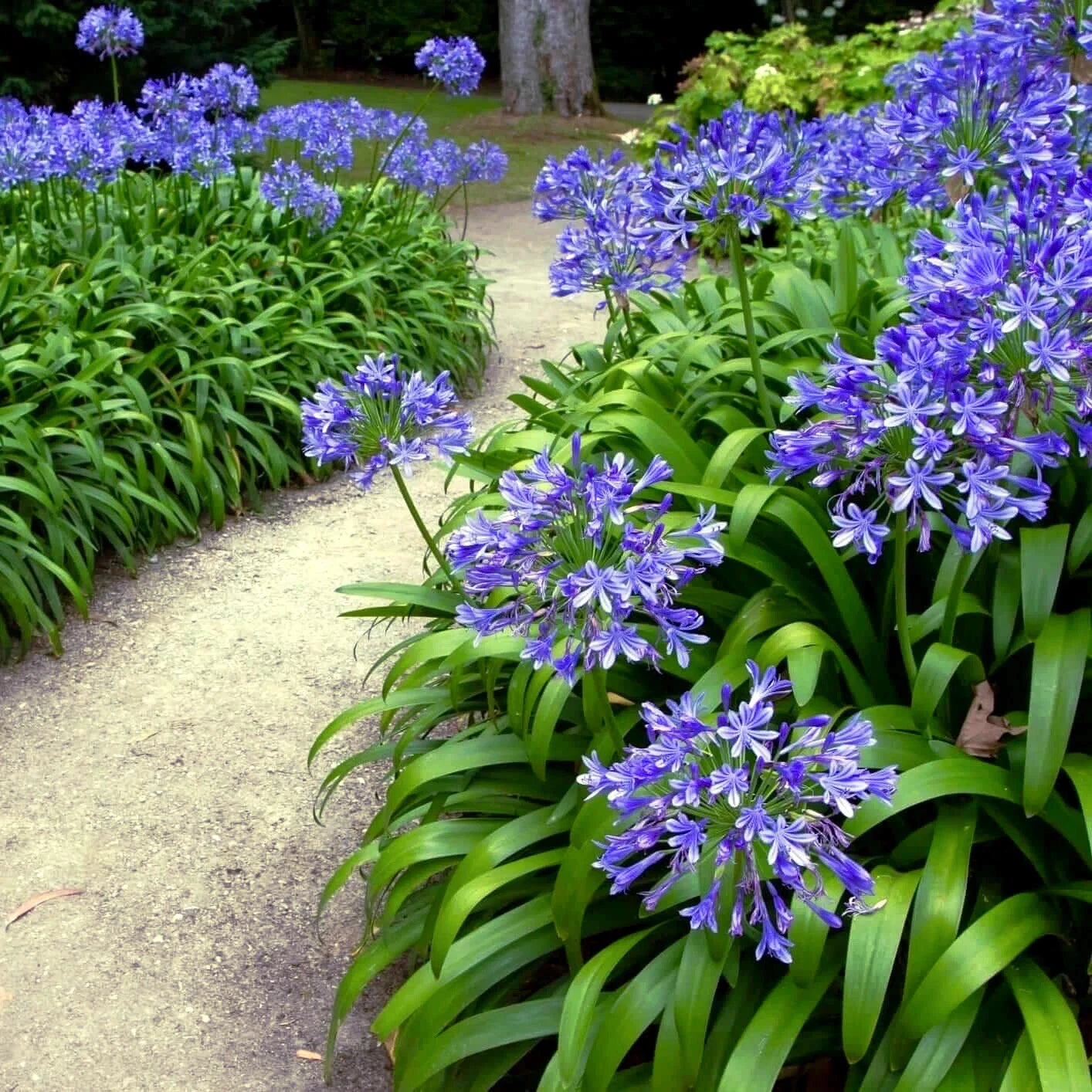 Dwarf Blue Lily of The Nile Flower Seeds Agapanthus Peter Pan House Plant heirloom non-gmo seeds
