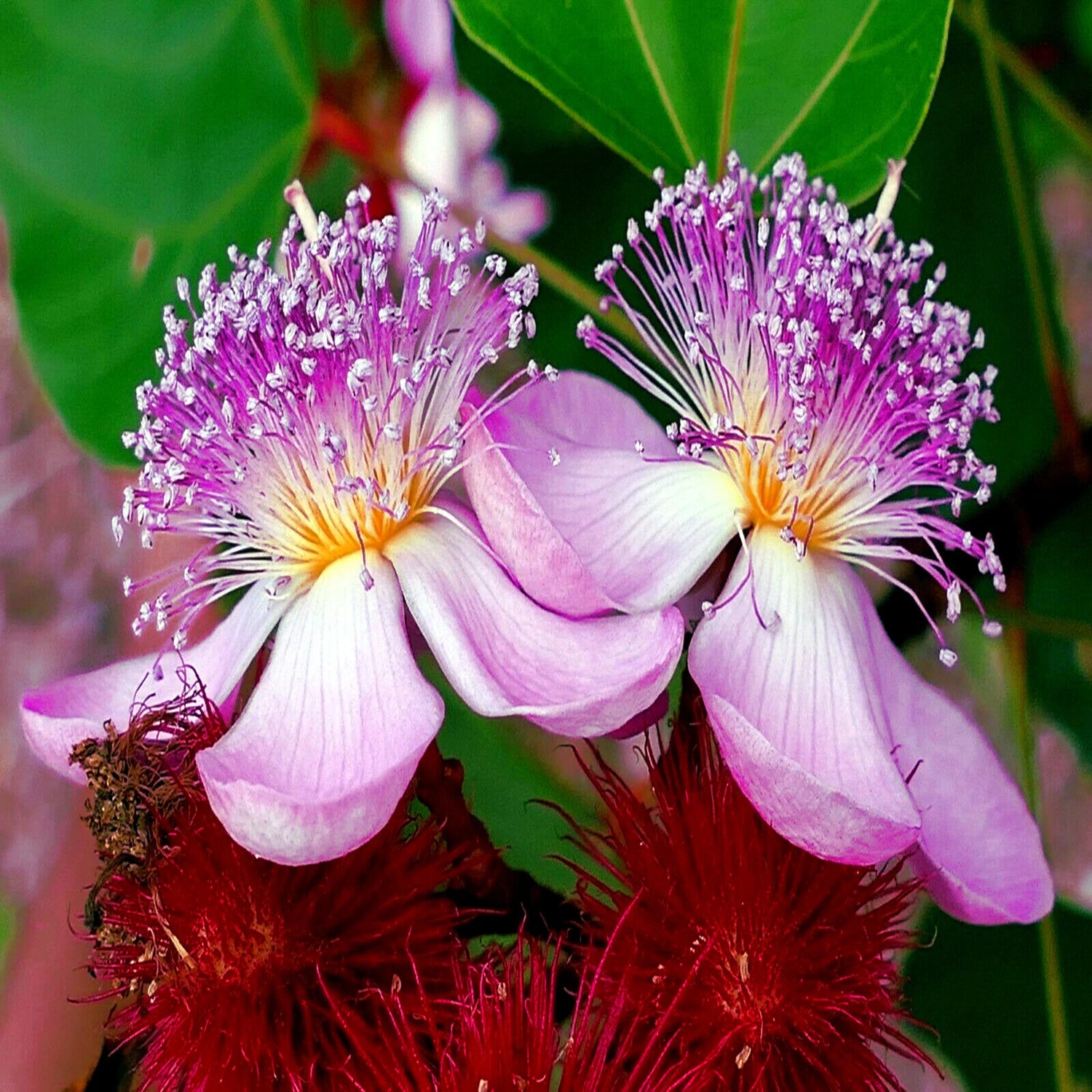 Annatto Dye Plant Lipstick Tree Seeds Bixa orellana Tropical Pink Flowers – Heirloom, Non-GMO, High Germination Organic Garden Seeds