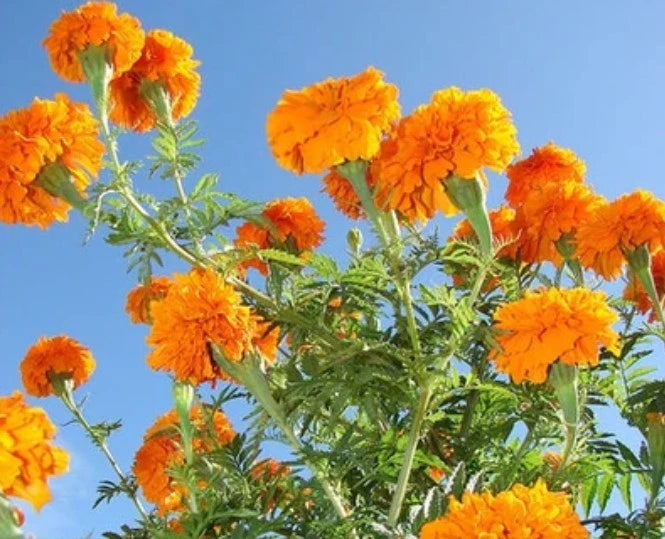 African Marigold Orange Kees Orange Tagetes erecta Seeds tsp heirloom non-GMO seeds