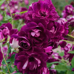 Burgundy Iceberg Rose Seeds Pack Seeds Rose Flower Gardening heirloom non-GMO seeds
