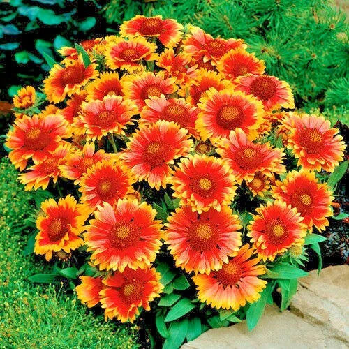 BLANKET FLOWER Seeds Native Wildflower Perennial Drought Heat Container Easy – Heirloom, Non-GMO, High Germination Organic Garden Seeds