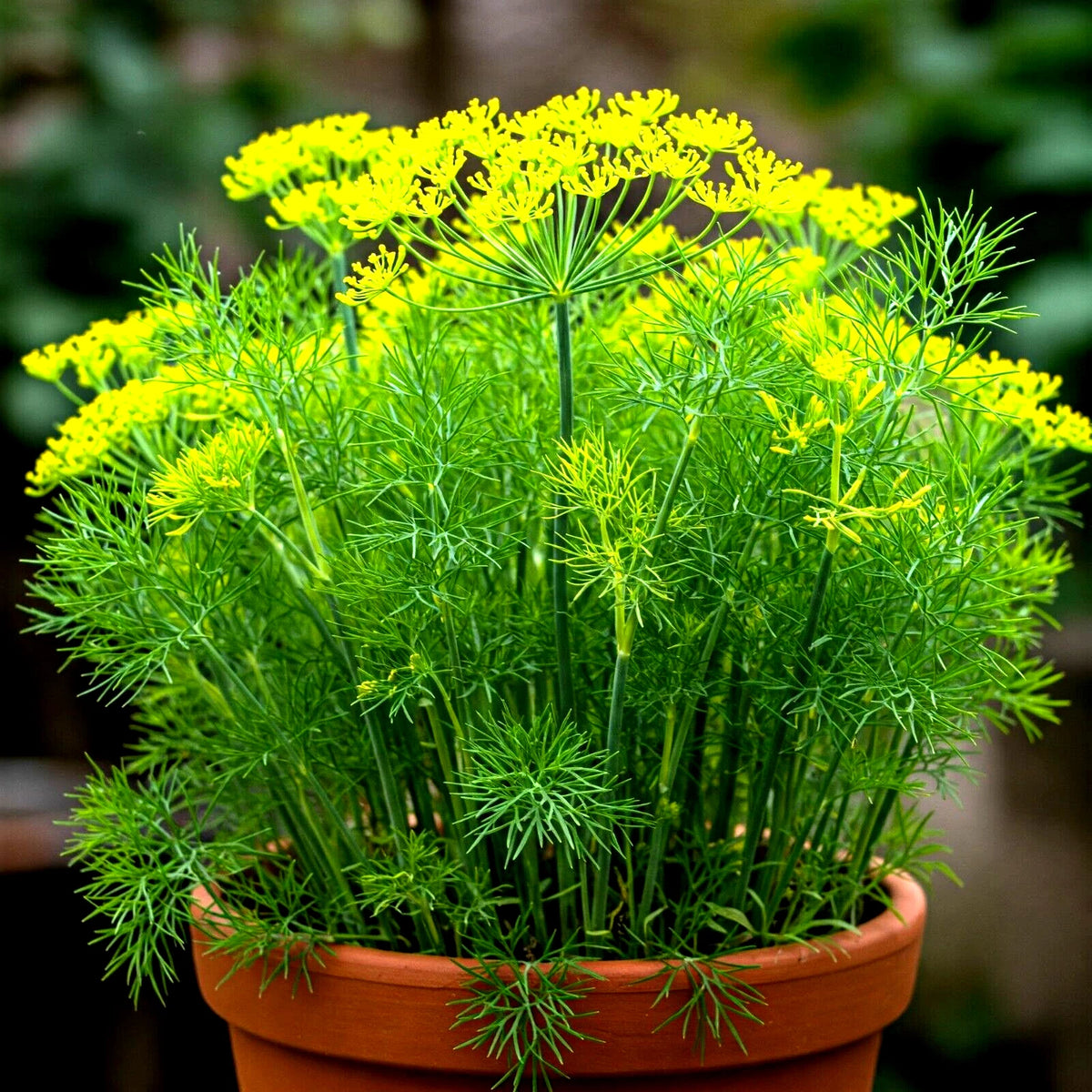 DILL SEEDS AUTUMN HERB VEGETABLE GARDEN SHIPPING heirloom non-gmo seeds