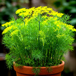DILL SEEDS AUTUMN HERB VEGETABLE GARDEN SHIPPING heirloom non-gmo seeds