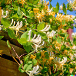 European Fly Honeysuckle Vine Seeds Native Perennial White Honeysuckle Bush heirloom non-GMO seeds