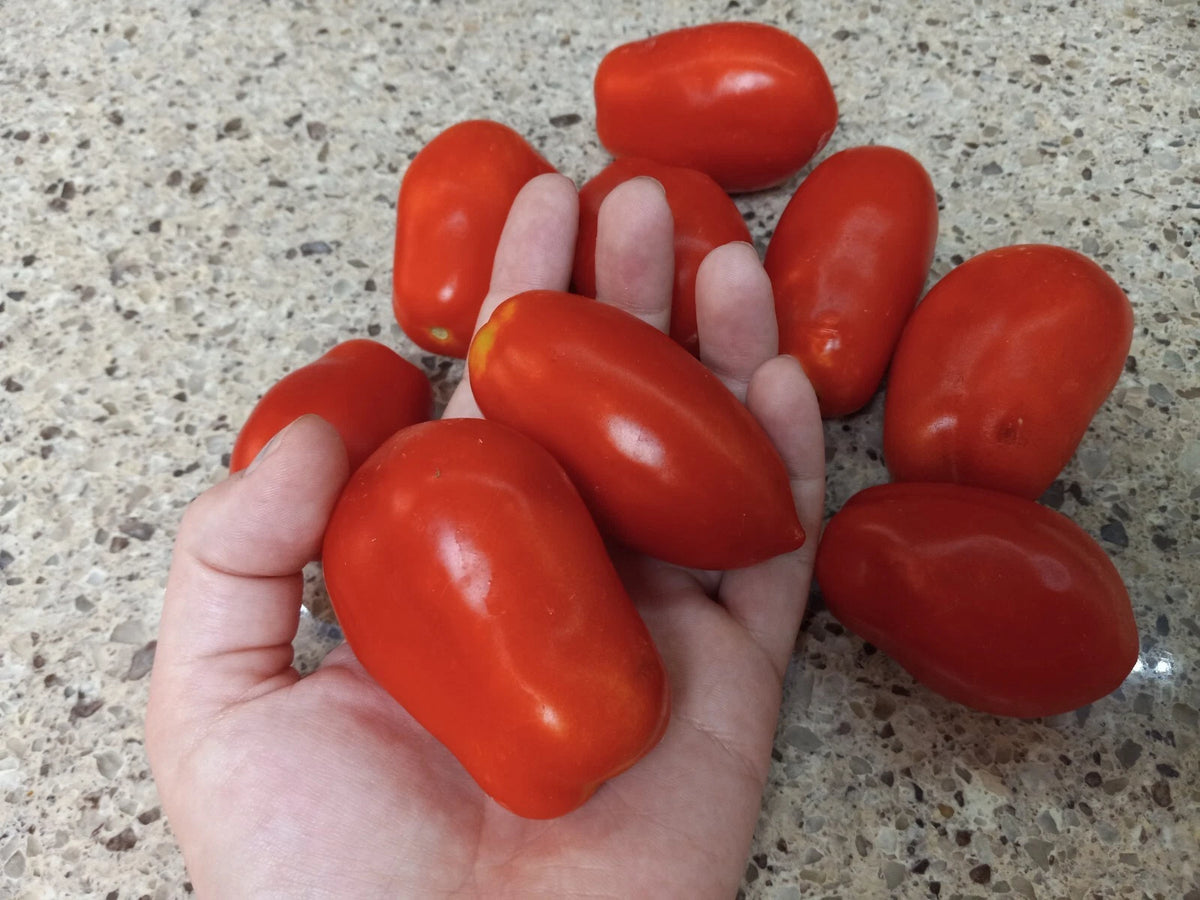Roma Tomato Seeds Vegetable Plum Tomato Shipping heirloom non-gmo seeds