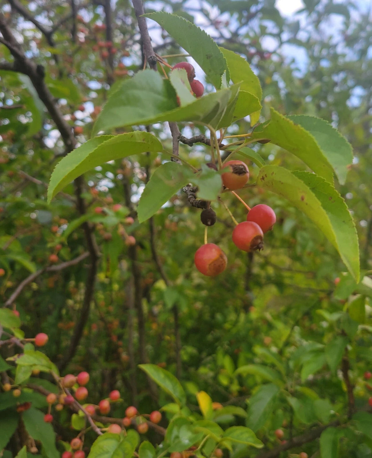 Siberian Crab Apple Tree Seeds Malus Baccata Edible Bonsai Wildlife heirloom non-gmo seeds