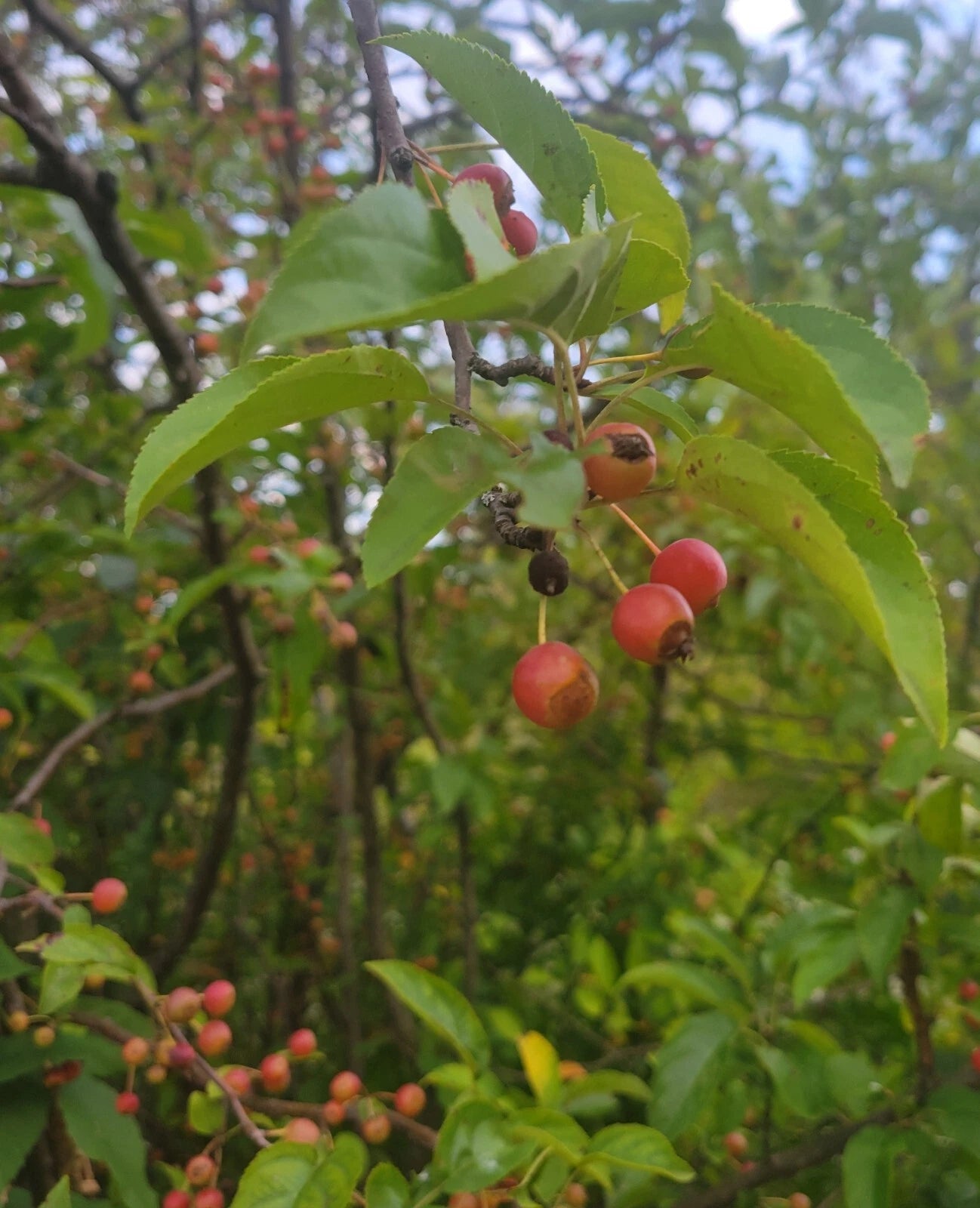 Siberian Crab Apple Tree Seeds Malus Baccata Edible Bonsai Wildlife heirloom non-gmo seeds