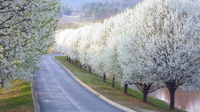 Bradford Pear Tree Seeds Pyrus calleryana Callery Cold Hardy to Zone heirloom non-gmo seeds