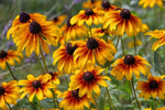 Black Eyed Susan Seeds ------------------ Seeds – Heirloom, Non-GMO