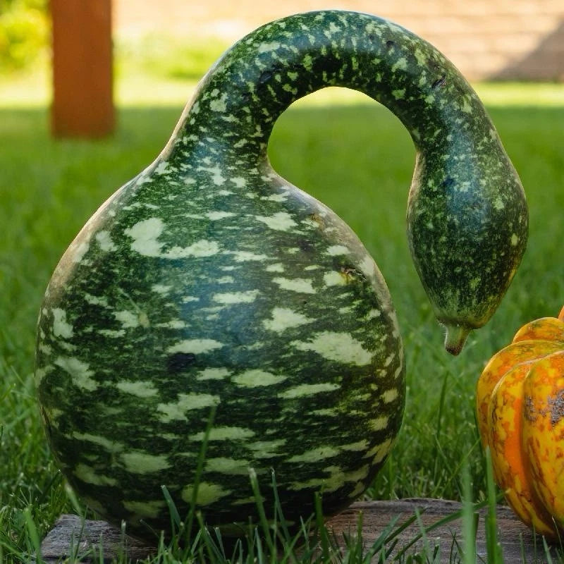 Gourd Seeds Speckled Swan Vegetables seeds Seller Seeds – Heirloom, Non-GMO, High Germination Organic Garden Seeds