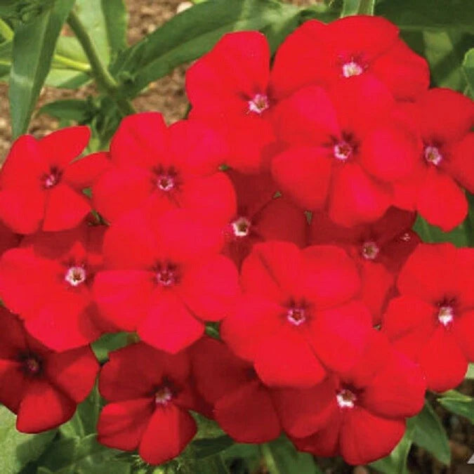 RED PHLOX Annual Rock Gardens Flower Pure Seed Fresh Seeds heirloom non-GMO seeds