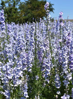 Rocket Larkspur Delphinium LIGHT BLUE Cut Flowers Pollinators Seeds heirloom non-GMO seeds
