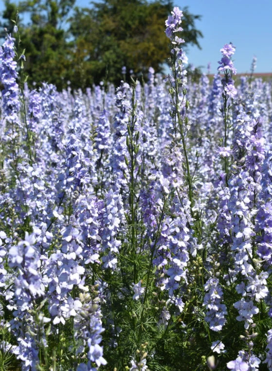Rocket Larkspur Delphinium LIGHT BLUE Cut Flowers Pollinators Seeds heirloom non-GMO seeds