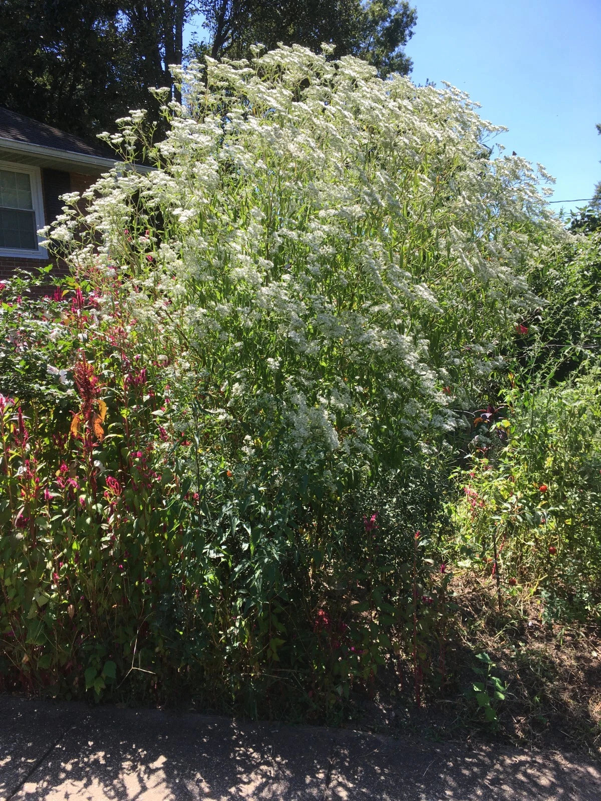 Boneset seeds - Eupatorium perfoliatum organically grown harvested heirloom non-gmo seeds