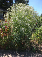 Boneset seeds - Eupatorium perfoliatum organically grown harvested heirloom non-gmo seeds