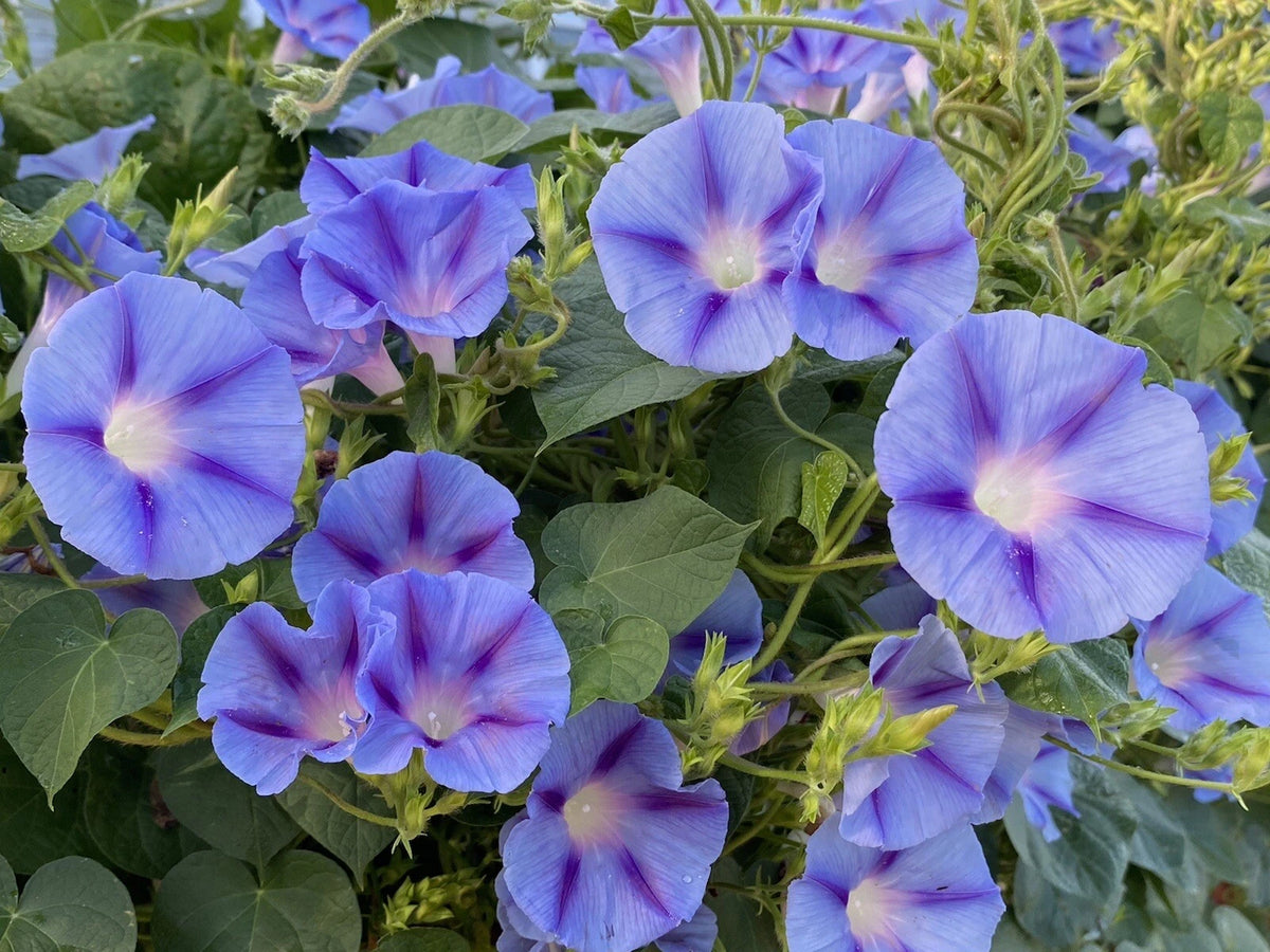Morning Glory Seeds Purple Blue Flowers Climbers Climbing Vine Hummingbirds – Heirloom, Non-GMO