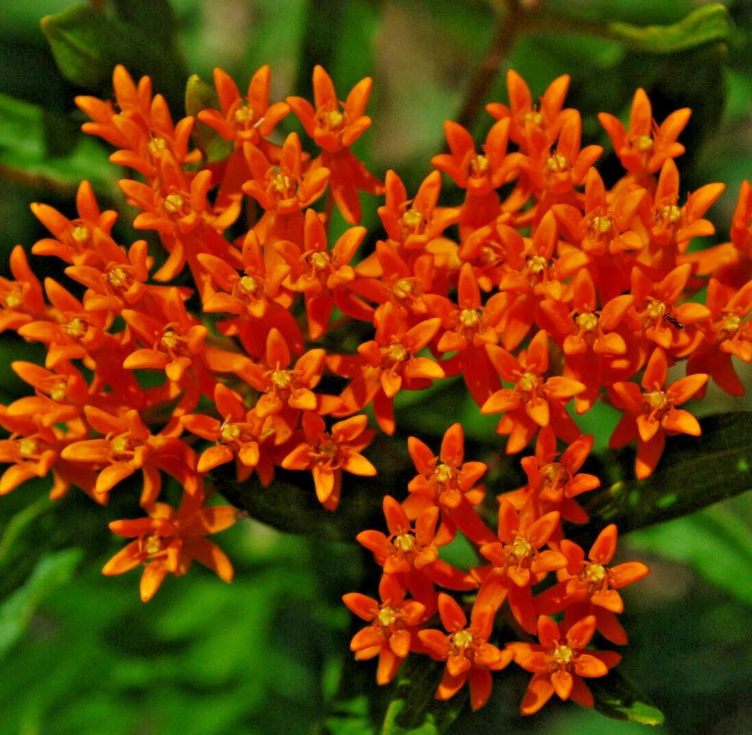 BUTTERFLY WEED Seeds Asclepias tuberosa Perennial Milkweed Garden Flower heirloom non-gmo seeds