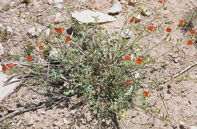 Sphaeralcea gierischii Gierisch s Globemallow Seeds heirloom non-gmo seeds