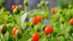 PREMIUM CHILE PEQUIN BIRD EYE HOT PEPPER SEEDS SHIPPING heirloom non-gmo seeds