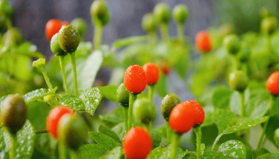 PREMIUM CHILE PEQUIN BIRD EYE HOT PEPPER SEEDS SHIPPING heirloom non-gmo seeds