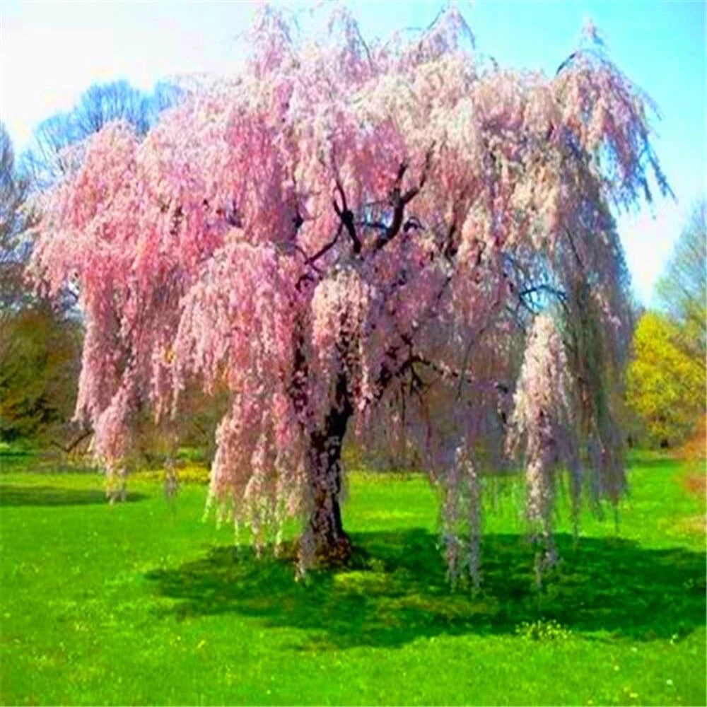 for Baby Pink WEEPING SAKURA CHERRY rare exotic sun tree Seller heirloom non-gmo seeds