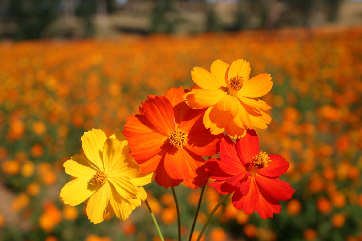 Sulphur Cosmos Seeds Bright Lights - - Hummingbirds - Butterflies heirloom non-gmo seeds