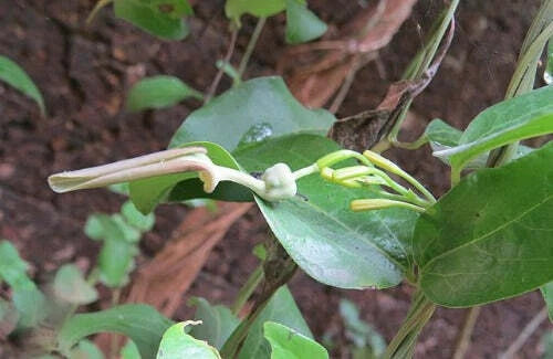 Aristolochia indica Indian Birthwort Duck Flower Seeds – Heirloom, Non-GMO, High Germination Organic Garden Seeds