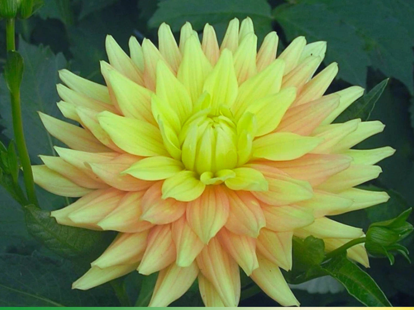 Candlelight Dahlia Perennial Seeds D025 heirloom non-gmo seeds