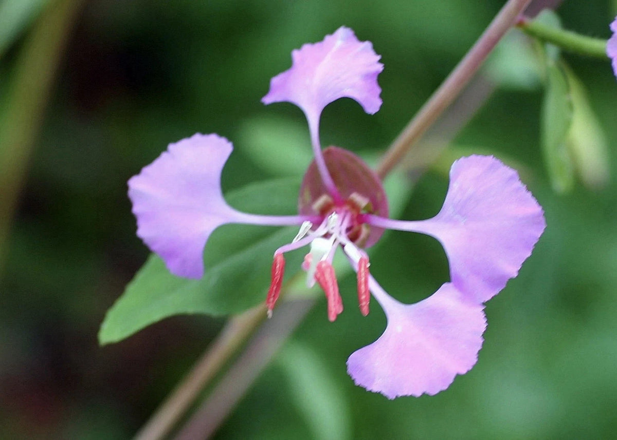 Clarkia Seeds Mix Clarkia unguiculata ornamental flower Seeds heirloom non-GMO seeds