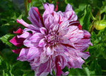 Bristol Stripe Perennial Dahlia Seeds D085 heirloom non-gmo seeds