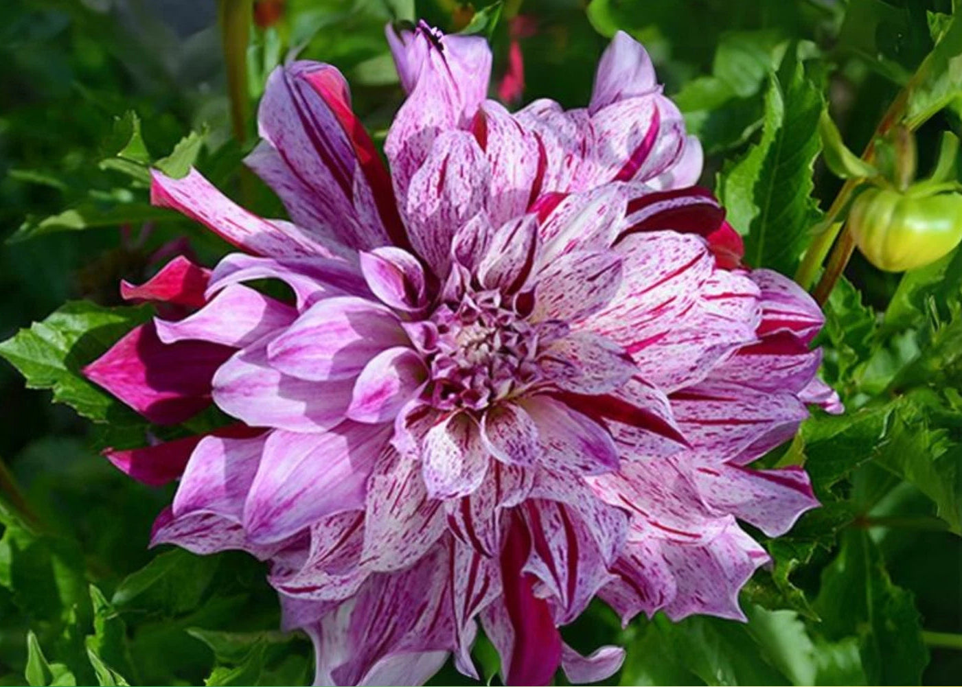 Bristol Stripe Perennial Dahlia Seeds D085 heirloom non-gmo seeds