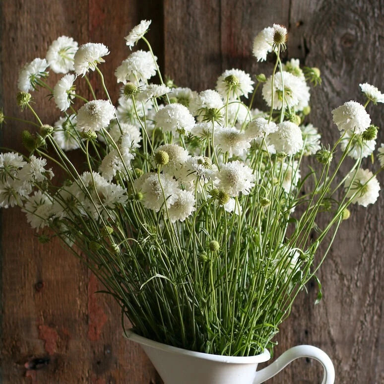 Scabiosa Snow Maiden seeds – Heirloom, Non-GMO, High Germination Organic Garden Seeds