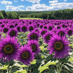 PCS Purple Sunflower Seeds Field Violet Glow heirloom non-GMO seeds