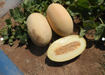 Eindor Melon Seeds - Honey Sweet Creamy White Flesh heirloom non-gmo seeds