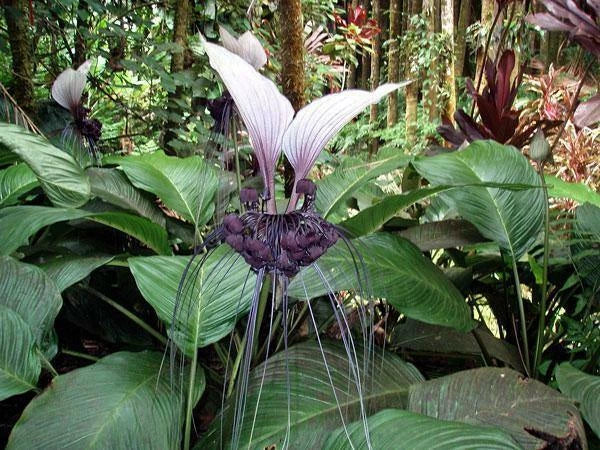 Tacca integrifolia White Bat Flower Seeds heirloom non-gmo seeds