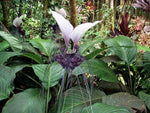 Tacca integrifolia White Bat Flower Seeds heirloom non-gmo seeds