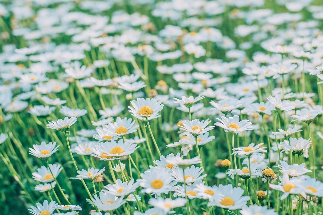 Alaska Shasta Daisy Flower Seeds - - Perennial - Shipping – Heirloom, Non-GMO, High Germination Organic Garden Seeds
