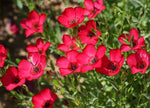 Scarlet Flax Seeds Linum Beautiful Red Flowers Heat Tolerant SHIPPING heirloom non-GMO seeds