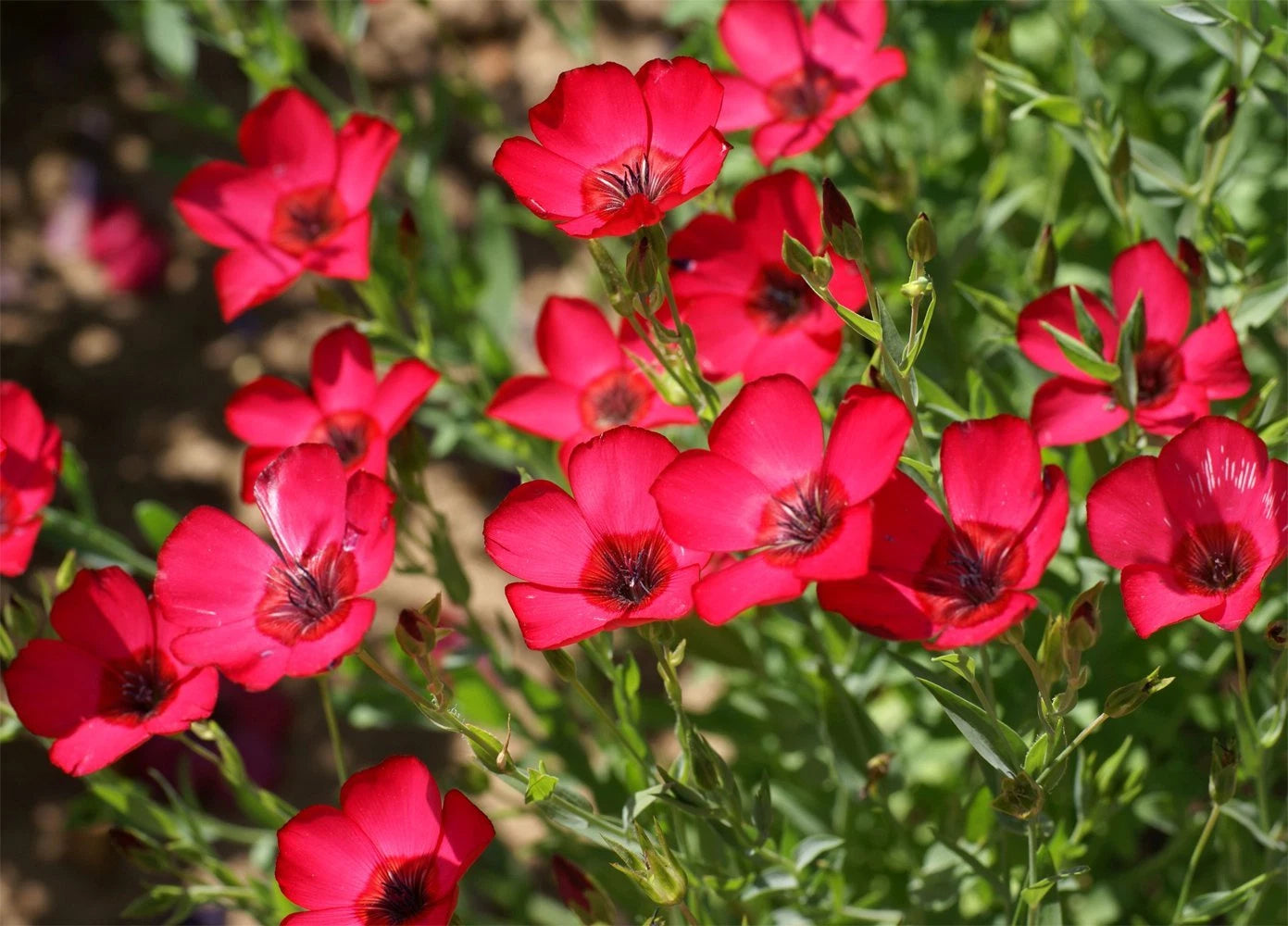 Scarlet Flax Seeds Linum Beautiful Red Flowers Heat Tolerant SHIPPING heirloom non-GMO seeds