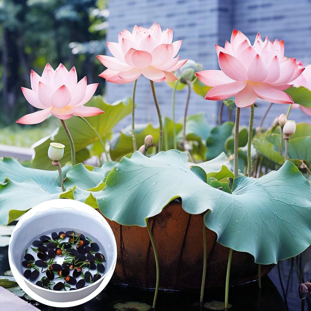 Bonsai Bowl Lotus Seeds Water Lily Flower Plant Seed Flowering Aquatic – Heirloom, Non-GMO, High Germination Organic Garden Seeds
