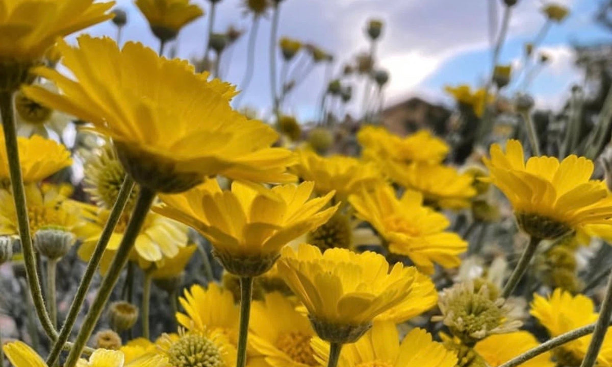 Desert Marigold Seeds Native Wildflower Gardening Baileya multiradiata Seeds – Heirloom, Non-GMO, High Germination Organic Garden Seeds