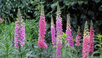 DIGITALIS FOXGLOVE MIXED COLOR SEEDS SHIPPING heirloom non-GMO seeds