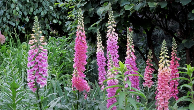 DIGITALIS FOXGLOVE MIXED COLOR SEEDS SHIPPING heirloom non-GMO seeds